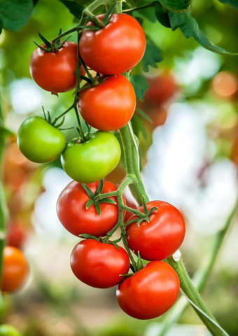 לגדל עגבניות בלב תל אביב: המדריך השלם לגינות שיתופיות